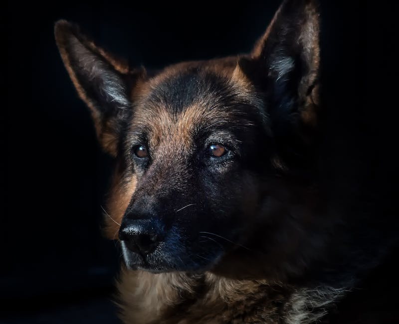 pexels-photo-236622-7